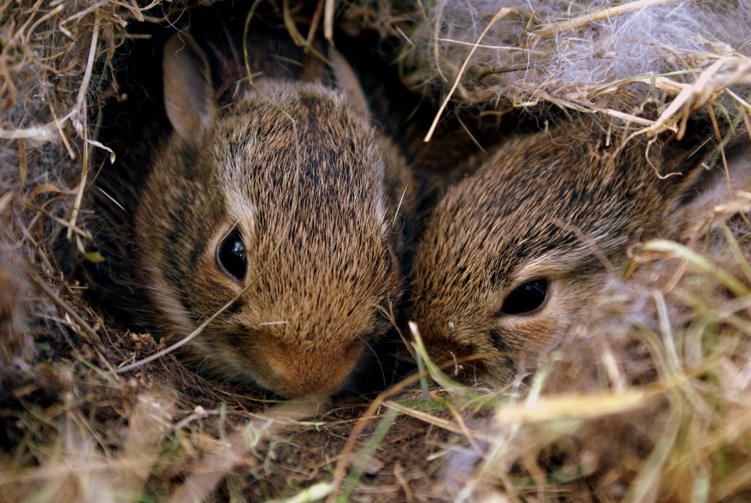The Best Rabbit Bedding Materials Healthy & Safe Bunny Bedding!