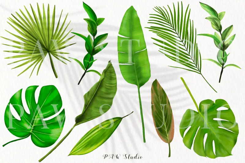 monstera leaf clipart